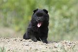 SCHIPPERKE 521